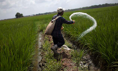 Sector privado abastece el 95% de la demanda de hortalizas a nivel nacional