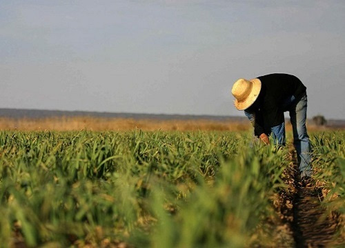 Fedeagro: Escasez es por drástica caída de producción de alimentos