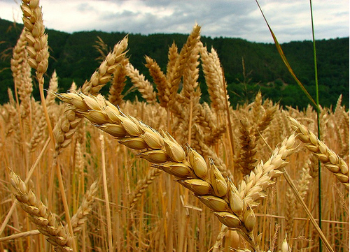 Falta de insumos afecta 75% de los sectores de alimentos