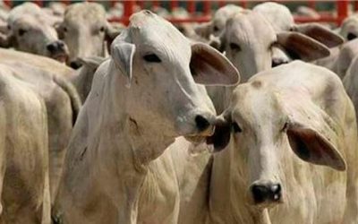Agzam: fiebre aftosa y caída del consumo pone «en jaque» a los ganaderos