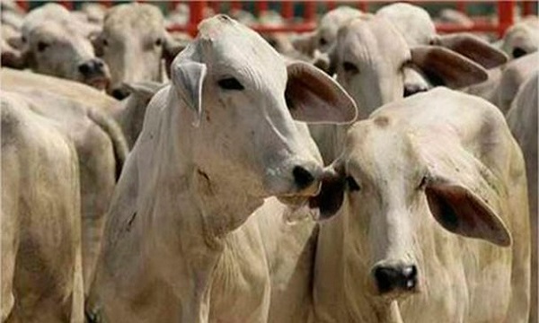 Agzam: fiebre aftosa y caída del consumo pone «en jaque» a los ganaderos