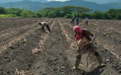 Fedeagro: Lluvias no dan tregua a los trabajos de siembra