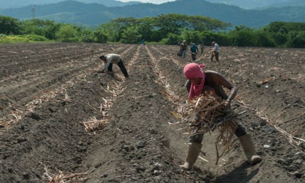 Fedeagro: Lluvias no dan tregua a los trabajos de siembra