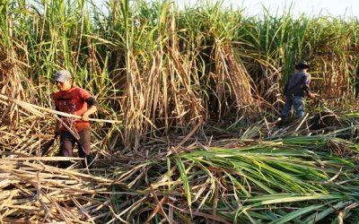 Cañicultores piden al Gobierno no anteponer importaciones frente a la producción interna