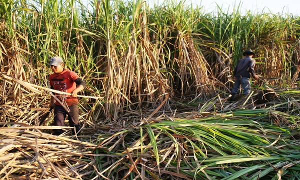 Cañicultores piden al Gobierno no anteponer importaciones frente a la producción interna