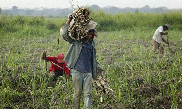 Fedeagro: sector agrícola puede crecer hasta conformar 10 puntos del PIB