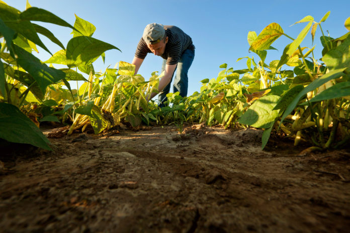 Recuperación agropecuaria en Bolívar requiere de garantías de combustible, insumos y seguridad