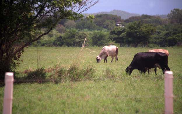 Vacas Machiques