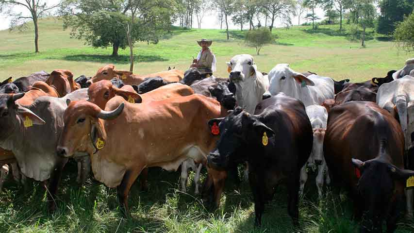 Producción de carne de res solo llega a 40% y no hay capacidad de compra