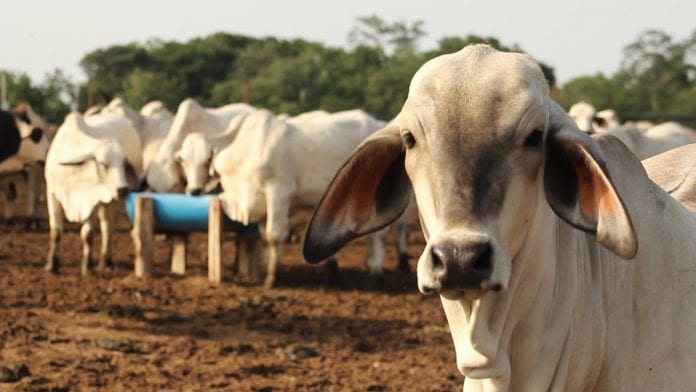 Venezuela produce el 100% de la carne y leche que consume