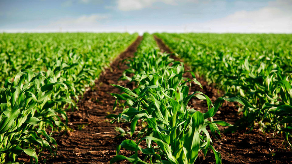 Comunicado de Fedeagro y Fedenaga