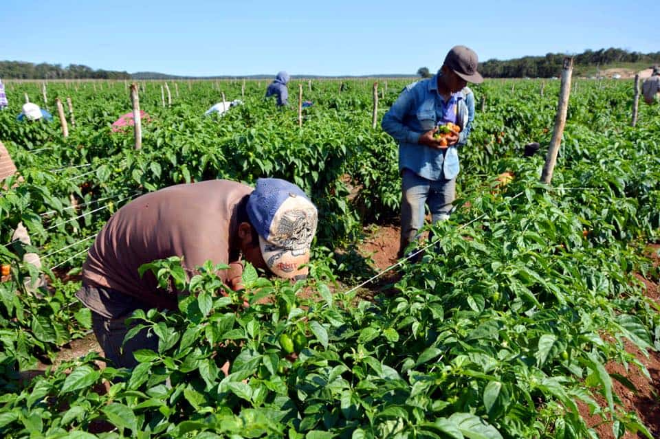 Producción agrícola en Venezuela