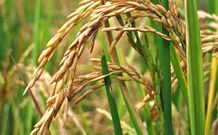 Fevearroz: Se logró sembrar solo 58 mil hectáreas de arroz en el 2021