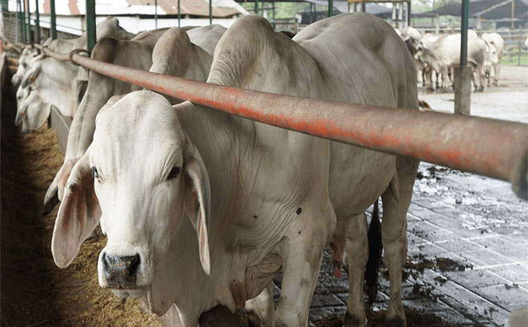 Fedenaga: Producción de carne en Venezuela se ha reducido 55% en los últimos años