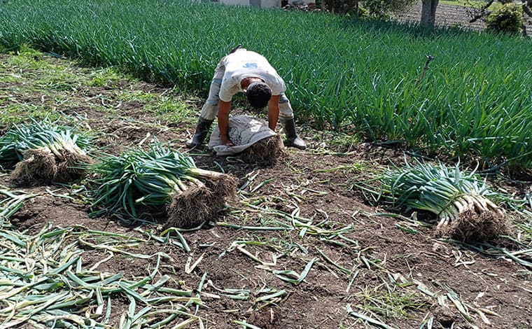 Fedeagro: 95% de la producción es sostenida por el sector privado y cubre el 30% de la demanda