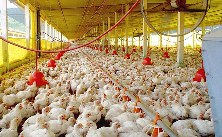 Sector avícola necesita $150 millones mensuales para poder arrancar la producción a su máxima capacidad