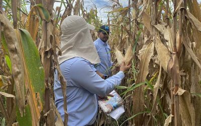 Asoportuguesa inicia cosecha de maíz y arroz con estimaciones “conservadoras” en rendimientos