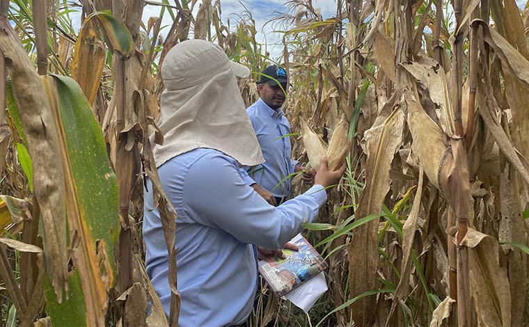 Asoportuguesa inicia cosecha de maíz y arroz con estimaciones “conservadoras” en rendimientos