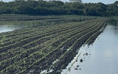 Asoportuguesa: esperamos que los suelos drenen para continuar con la siembra de maíz