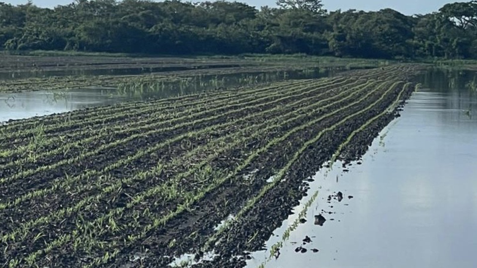 Asoportuguesa: esperamos que los suelos drenen para continuar con la siembra de maíz